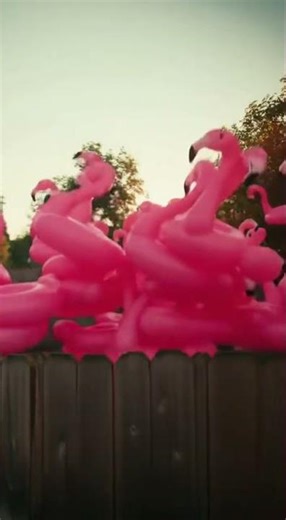 Flamingo Storm at the Pool