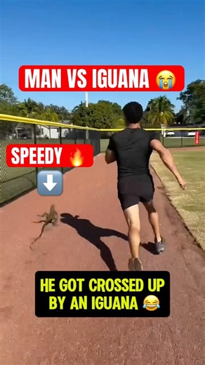 Iguana broke his ankles 😭