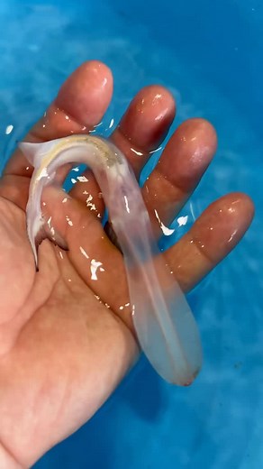 Predatory Fins ® | Rare & Exotic Fish Store on Instagram: "“This WHITE paddlefish is absolutely unreal 朗❤️ Just imagine an entire pond filled with these ghostly giants alongside color-morphed sturgeons in gold, platinum, and albino shades 勞 A living prehistoric dream come to life!” #aquarium #aquariumhobby #monsterfish #monsterfishkeepers #rarefish #bigfish #paddlefish #sturgeon #pondfish"