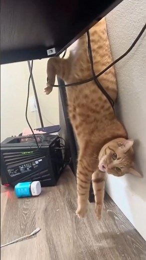 Why Cats Are Actually Broken #shorts #funnyanimals #catsoftiktok