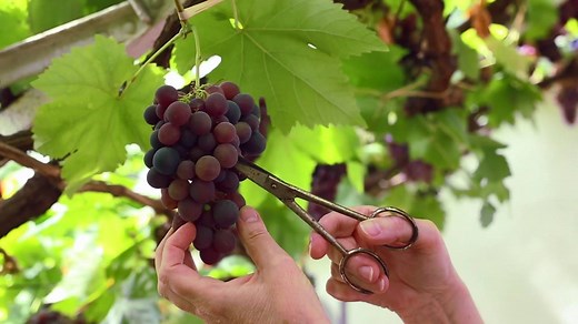 Grapes from the Great Vine at Hampton Court Palace are on sale from today! Planted in 1768 by celebrated gardener Lancelot 'Capability' Brown, the Great Vine is the largest in the world. You can buy grapes from our famous vine in the Garden shop and the Barrack Block shop at the palace from lunchtime each day over the next few weeks. | Historic Royal Palaces