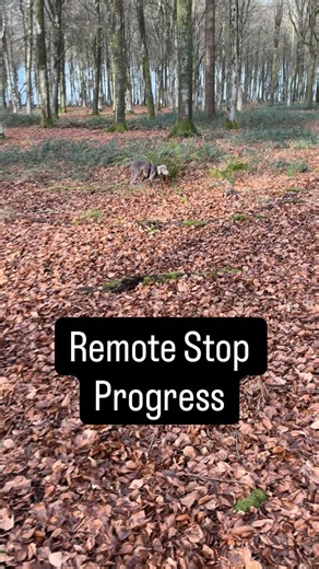 🥰 Out with little Chase (19wks) today. She did great, here’s our remote stop so far ✋ 🙌 If you’re interested in this method of teaching the remote stop (which doesn’t involve tying dogs up, or running at them) check out the Remote Stop course on my website forcefreegundog.com 🤫 PS if you’re fast, there’s a 40% off sale ending in less than 24hrs with code HOHOHO2025 | Force-Free Gundog