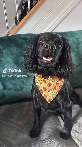 Fresh Trim for a Festive Cocker Spaniel