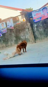 Copulatory Tie | Canine Mating | Dog Videos | Kenneth Ponio