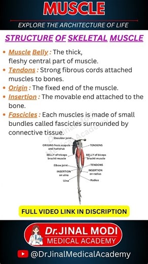 Muscle Short Part - 4 I Skeletal Muscle