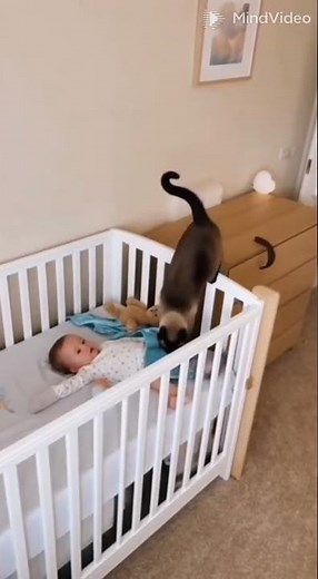 The Great Blanket Heist | Nature Documentary Style Cat Comedy 🐈🎬