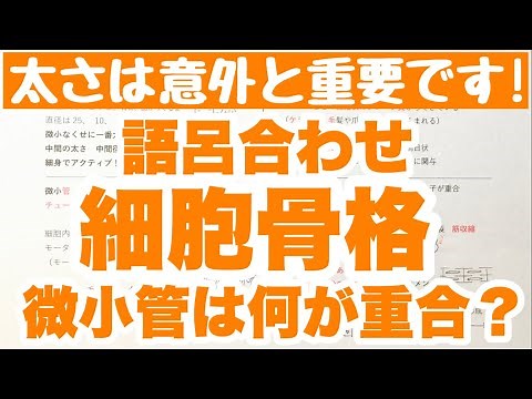 【語呂合わせ 細胞骨格】微小管，中間径フィラメント，アクチンフィラメントの覚え方 太さ，構造，役割 細胞 ゴロ生物