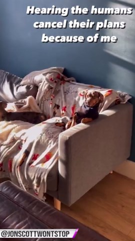 Playful and Affectionate Dogs Spreading Pure Happiness