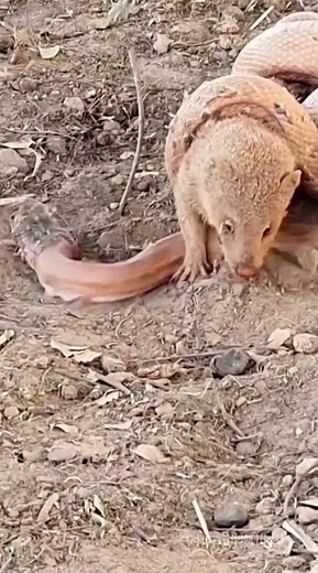 This Mongoose Went Too Far… Snake Strikes Back #wildlifefacts #shorts