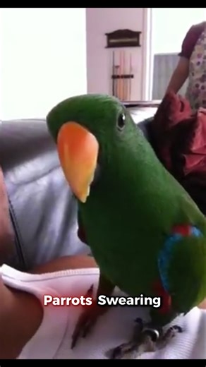 Parrots Swearing 🦜