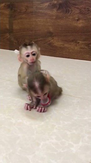 Cute baby monkey poop pipi