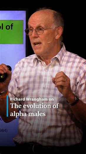 Alpha males dominate the hierarchies of many primate societies. So why did this pattern disappear in humans? In this talk, renowned anthropologist Richard Wrangham explores how aggressive alpha males were gradually suppressed over the course of human evolution. Early humans reduced the power of domineering individuals, paving the way for leadership based more on consensus than on physical force. Tap here to watch Wrangham’s full talk on the evolution of good and evil. https://iai.tv/video/the-go