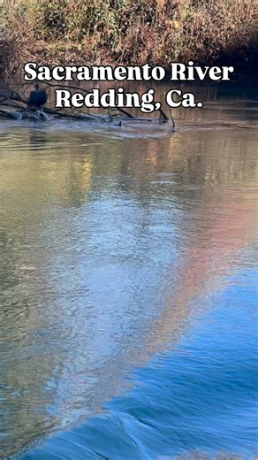 A Turkey Vulture captured feeding on spawned out King salmon on the Sacramento River in Redding, Ca. @catchamericafishing #fishing #salmon #riverlife | Jeff Goodwin Guide Services