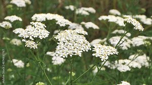 Medicinal plant yarrow. Yarrow accelerates blood clotting, wound healing, has a "blood-purifying", anticonvulsant, analgesic, antimicrobial, insecticidal and anti-allergic effect.