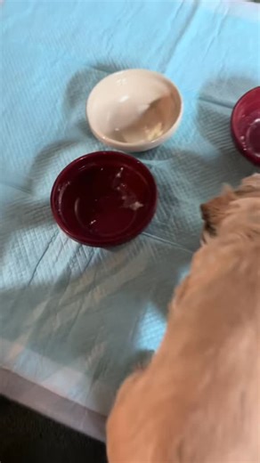 Arashi Dempuku on Instagram: "食事を終えるとパピーたちは、腸が活性化されるのか、みんな一斉にモリモリ💩が出る出る✨ #emmasdailylife #エマたんの日常 #puppy #食事 #トイレ"