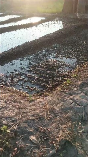 pharming #rap #hiphop #freestyle #music #newsong