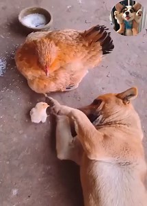 417K views · 10K reactions | Omg how cute dog 殺 | Dogs World | Facebook