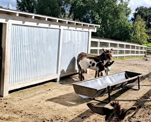 Donkey dancing! | "Seein' Spots Farm" miniature donkeys