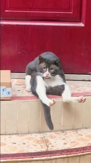 Try not to laugh Funniest Cats and Dogs Challenge of the week 😂 #cat #funny #pets #funnycats