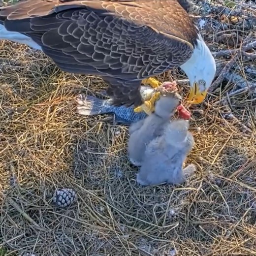 Ep#265 - Review bird nest family daily life in their nest | Review mother birds bring food to feed her chicks in the nest!! #reviewbirdnest #birdslover #naturelovers #birdsounds #birdschirping #birdsofinstagram #birdlife #birds #birdswatching #birdsnest #wildbirdsphotography #birdsforest | Bird Plus Nature