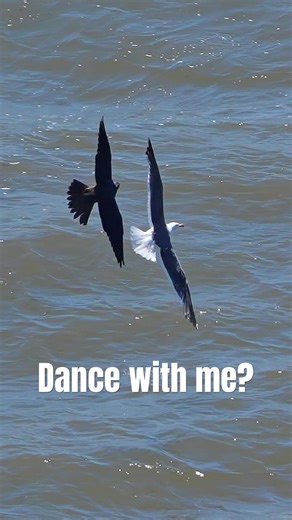 Beautiful wildlife moment of a peregrine and gull in perfectly synchronized flight #peregrinefalcon
