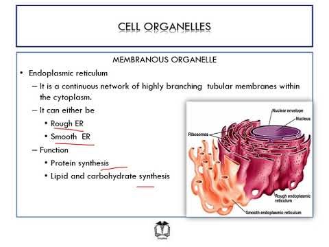 02 Cell and Cell Division