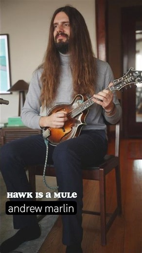 Hawk Is A Mule | Andrew Marlin Artist Month #mandolin #andrewmarlin