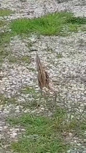 The amazing alien appearance of the Eurasian bittern