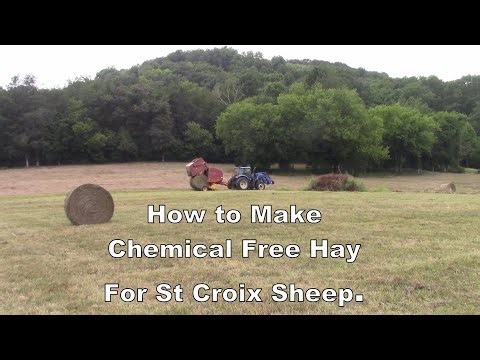 Chemical Free Hay for St Croix Sheep? How?