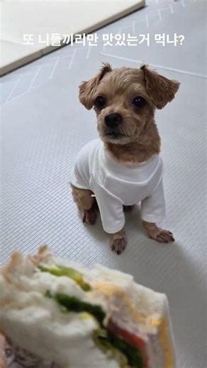 나만 먹어서 미안해.. #애견영상 #pets #puppy #강아지일상 #동물농장강아지 #웃긴영상 #반려견 #강아지 #말티푸