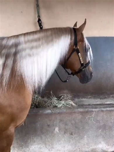 Camaro Apollo: passeio e personalidade do cavalo campeão