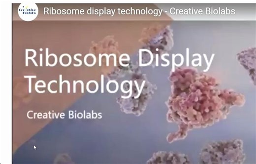 核糖体展示-Intracellular Structures- Ribosomes YouTube Medic Tutorials - Medicine