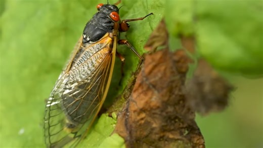 Watch one of nature’s strangest insect events