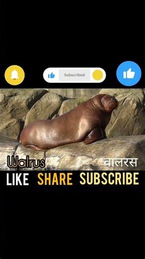 Amazing Walrus 🦭 | Giant Sea Animal Facts #shorts