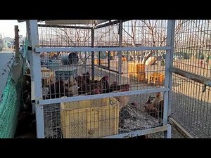 토종닭 아주쉽게 키우는방법.닭장 저렴하게 짓는방법.닭은 추위에 강합니다.