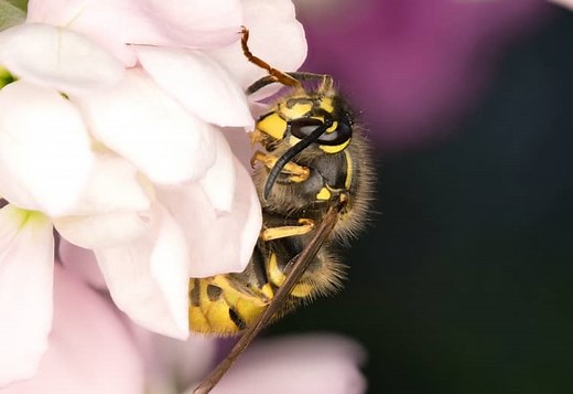 Spiritual Meaning of Hornets and Symbolism in your House