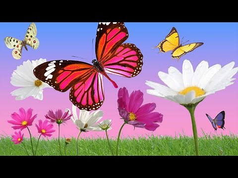 Anny Versini, Jean-Marc Versini - Les papillons et les fleurs (Clip officiel)