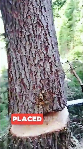 Smart Tree Felling Technology for Safer Work