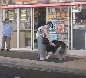 This Sydney dog walker was determined to catch her pooch's poop💩 | Yahoo Australia