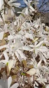 Amelanchier Lamarckii Tree