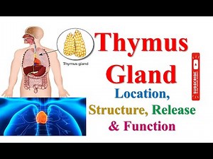 Location, Structure & Function of #Thymus #Gland | #medicalmicrobiology #humananatomyandphysiology