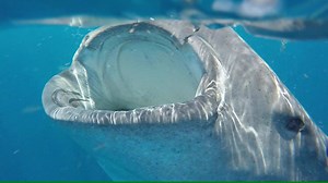 Whale shark filter-feeding in slow motion: A plankton's worst nightmare! Earlier this month, the International Union for Conservation of Nature (IUCN) released its latest red list assessment which has upgraded the whale shark from vulnerable to endangered. The organization cited fishing and ship strikes as key reasons the population has more than halved in the past 75 years. Whale sharks are one of only three filter-feeding sharks in the world, and are highly migratory animals, widely distribute