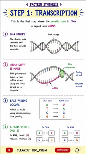 🧬 Protein Synthesis Made Easy | GCSE • IGCSE • A-Level | Examiner's Favourite Questions Included!