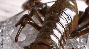 Big lobster moving his mouth. Live lobster laying on ice. It's looking right at you. Animal world sends greetings.