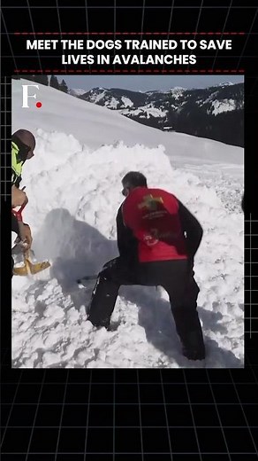 #FirstpostNews: Meet the Avalanche Rescue Dogs of French Alps | N18G