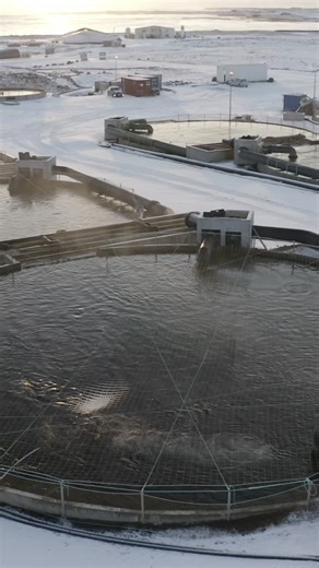 Arctic Char from farm to plate | Laetitia Pipaluk Rosing