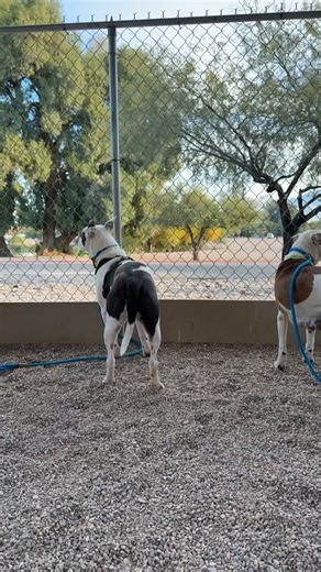 Odin did not find placement and crossed the Rainbow Bridge 12/14/25 🌈 This is the last day for Odin. Needs an adopter by TODAY, Saturday 430PM 12/13. Only-animal home. | PACC Pets Need You