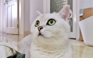 Grammar - L06 Comparative adjectives 形容词比较级