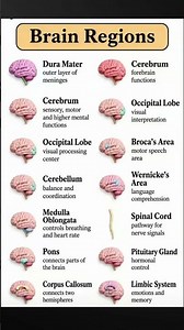 Key Brain Regions and Their Functions