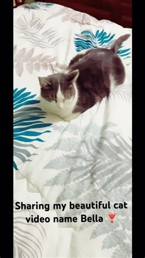 Sharing my beautiful cat video with all of you . Please subscribe and do follow me